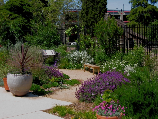 UC Davis Terrace native garden. (Ellen Zagory)