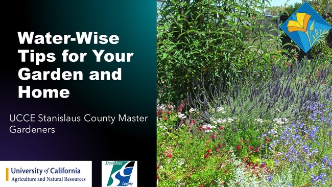 Water-Wise Tips for Your Garden and Home thumbnail