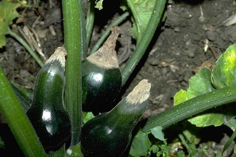 Green zucchini fruits showing rot at blossom end.