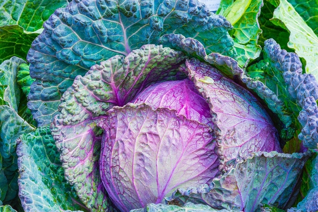 Colorful pink and green cabbage head.