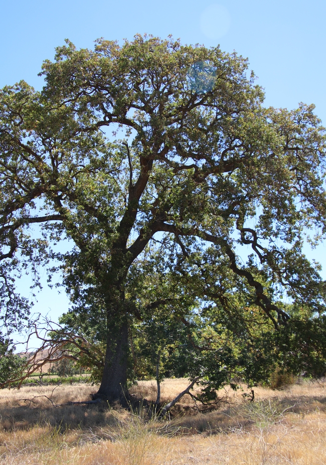 Tall oak tree in a field.