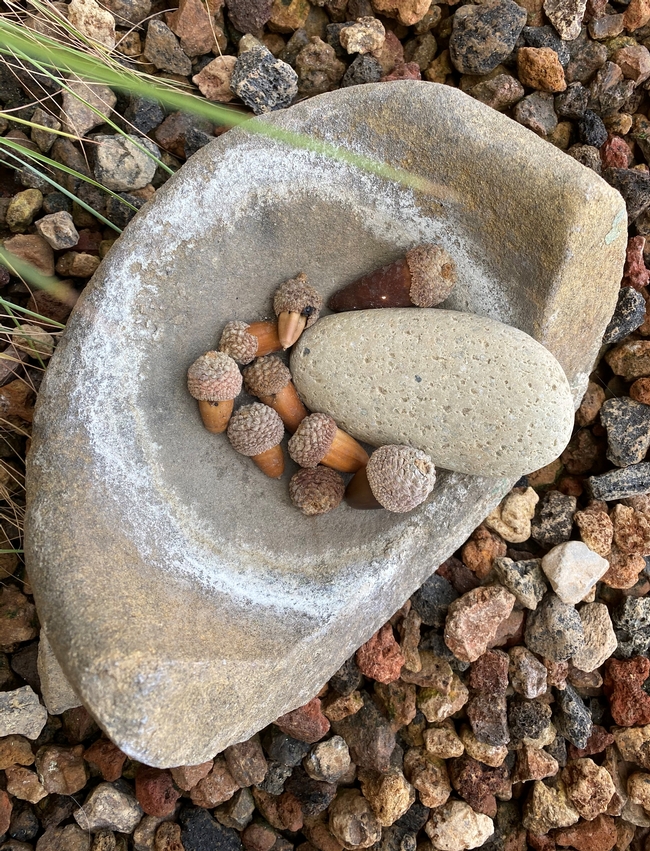 Acorns in mortar and pestle used by California indigenous people.