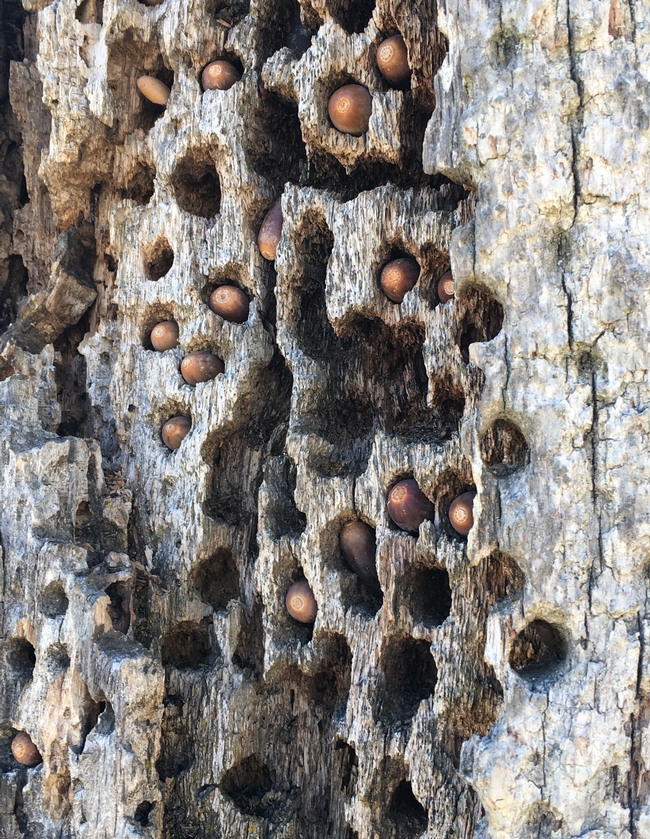 Tree trunk showing acorns pushed into the bark of an oak tree.