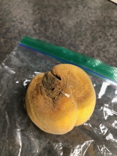 Yellow peach with browning and a hole in skin.
