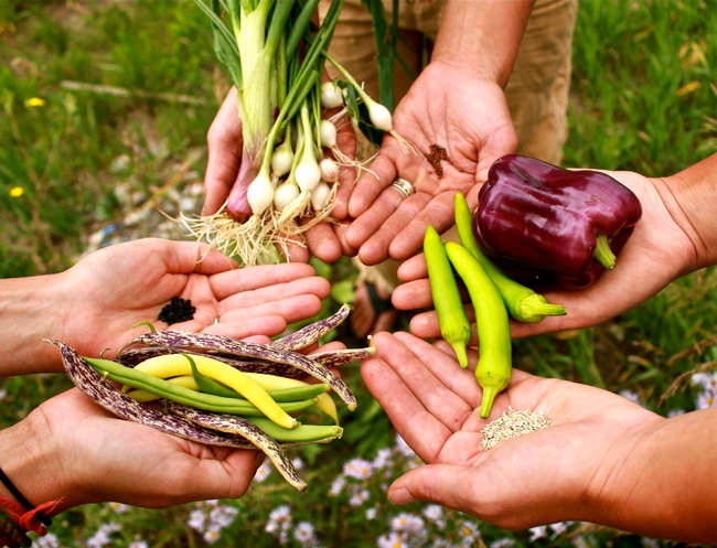 Three pairs of hands holding peppers, shallots, beans, and seeds of each one.