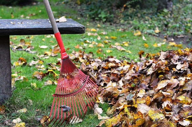 Raking tool in a pile of leaves.