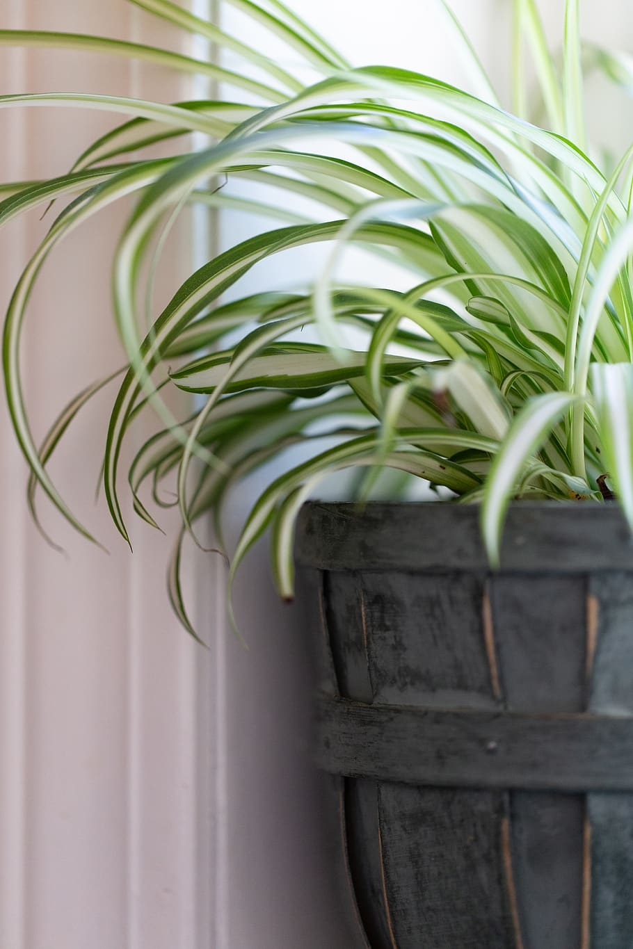 Give Indoor Plants the Right Light   The Stanislaus Sprout   ANR Blogs