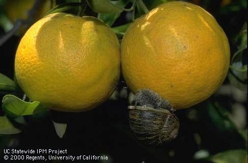 Snail on bottom of an unripe citrus.