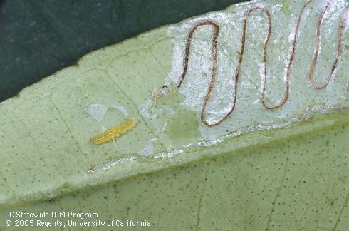 A zigzag line showing a tunnel made by a leafminer larva.