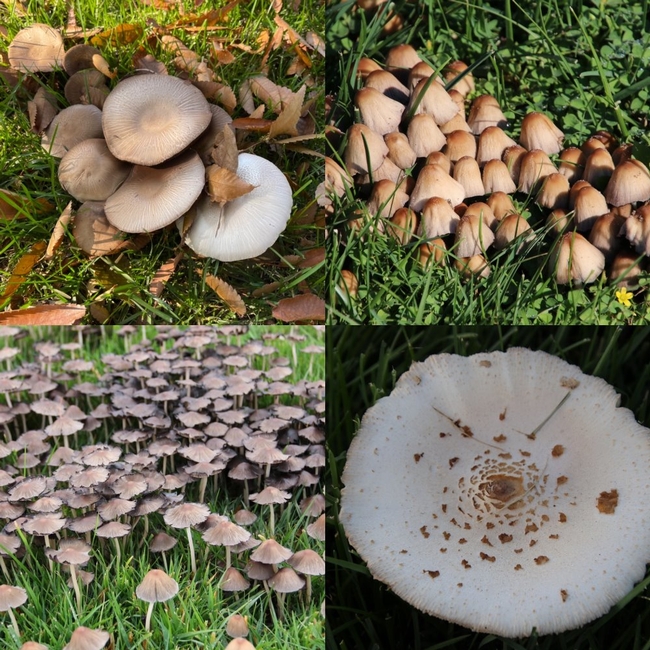 Photo of four different types of mushrooms.