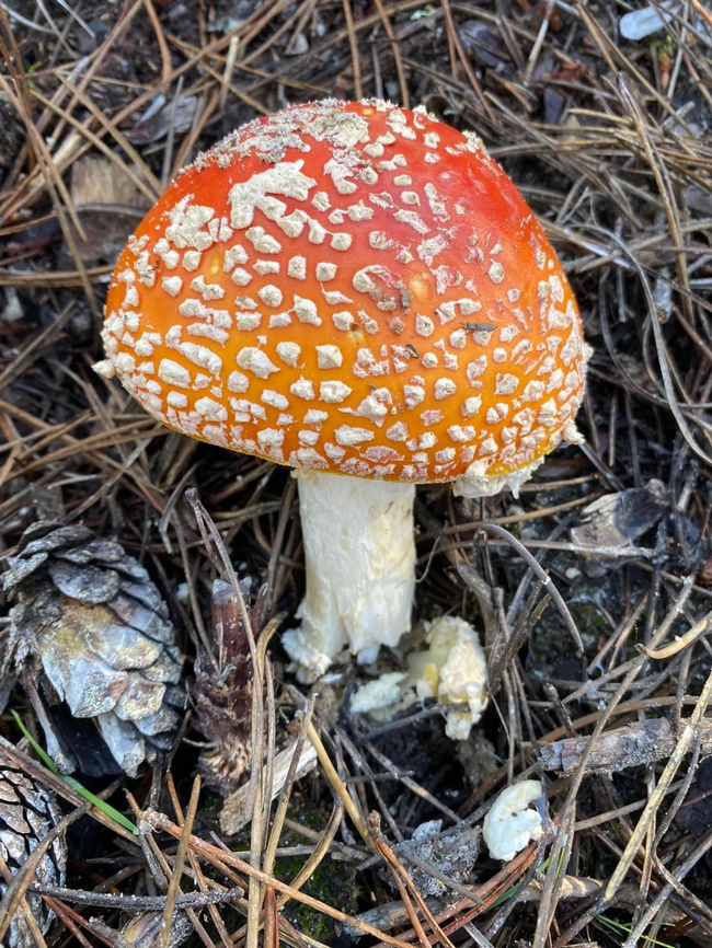 Colorful red topped mushroom.