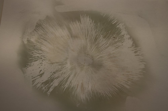 Spores fill a piece of paper, creating an image of mushroom gills.