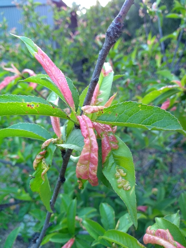 Newly opened leaves are reddish, distorted and curled due to peach leaf curl disease.