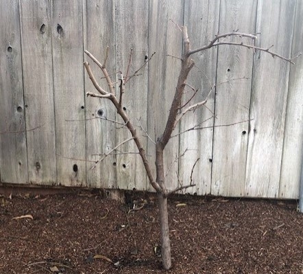 4 foot tall peach tree without leaves.