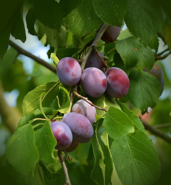 Purplish red plums hanging in a tree.