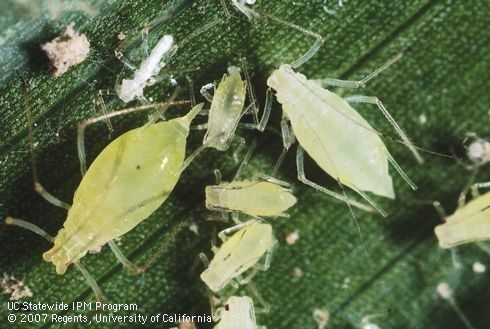 Various sizes of greenish yellow aphids on a dark green leaf.