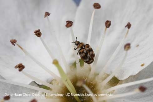 Tiny brown, white, and black speckled beetle perched inside a white flower.