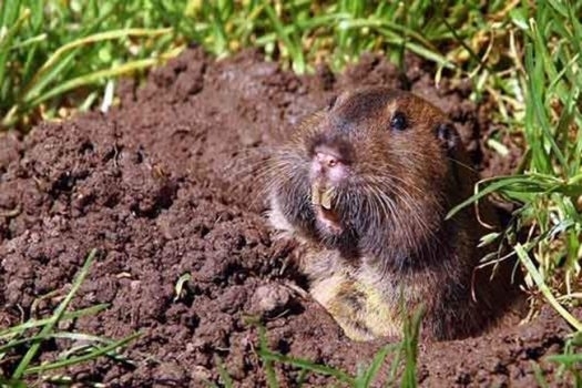 Small gopher outside a burrow.