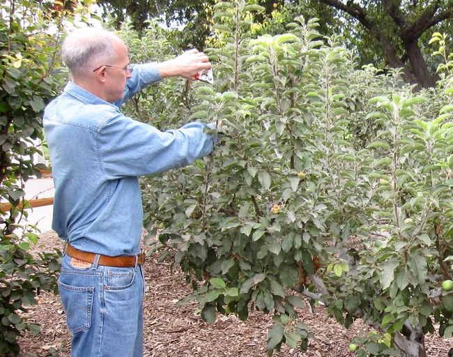 Santa Clara Master Gardener pruning a fruit tree.