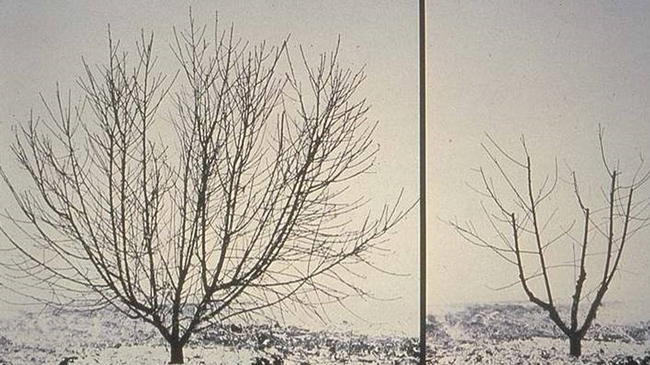 Two trees without leaves in a field.