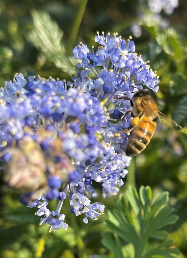 Honey bee on blue-flowered plant.