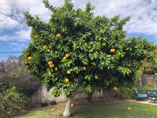 Large fruit tree with yellow fruit in a lawn.