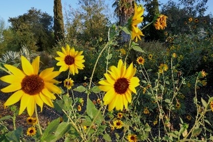 Sunflowers by Rhonda