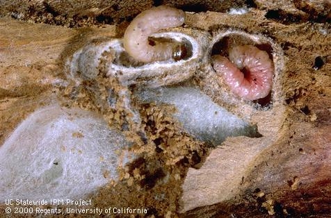 Two pinkish-white larvae exposed in a branch.