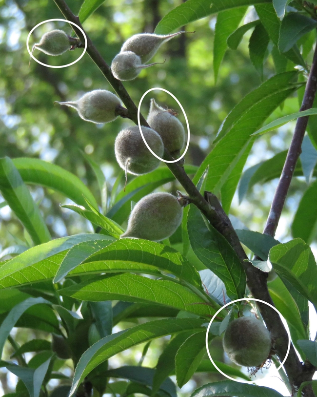 Quarter-sized fuzzy peach fruits close together on a branch.