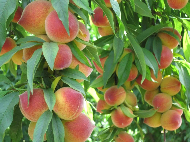 Numerous small, peach colored peaches growing together on a tree