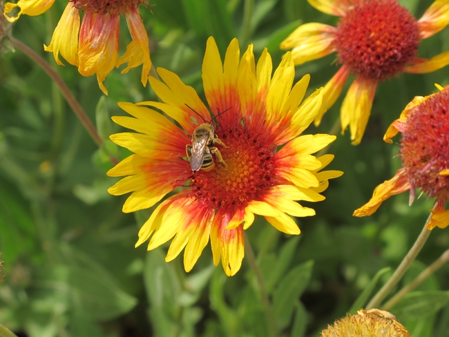 Bee with long horns on an orange and yellow flower.