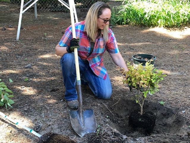 Kari has already dug the hole, is holding a shovel, and preparing to plant the tree.