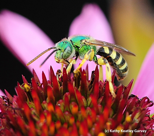 Bee with a metallic green head and thorax, and a yellow and black striped body on a purple coneflower.