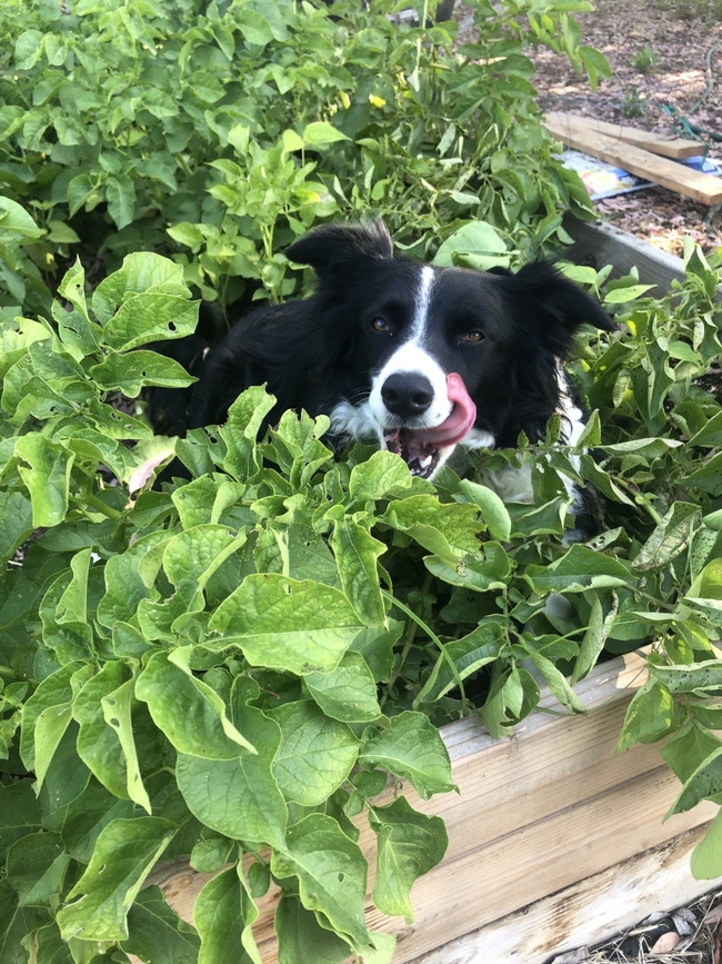 Black and white adorable dog sitting in a potato patch.