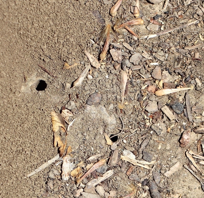 A small area of ground with no mulch showing two holes made by ground nesting bees.