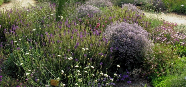Low growing perennials with flowers in a landscape.