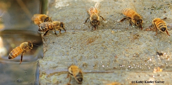 Numerous honey bees sipping water in a shallow fountain.