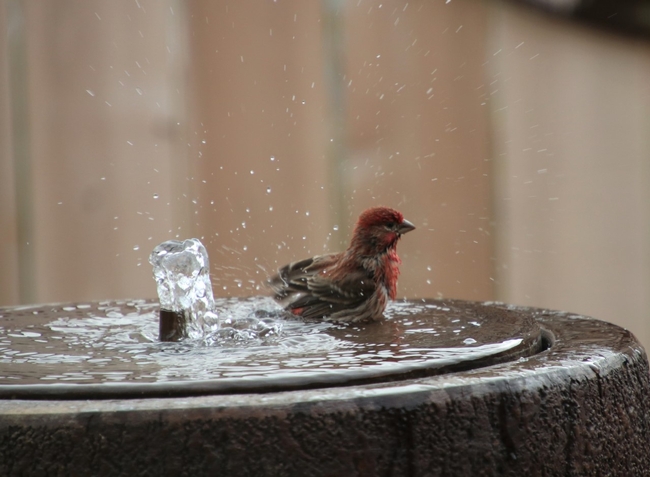 Brightly colored small reddish brown bird shakes water off his feathers.