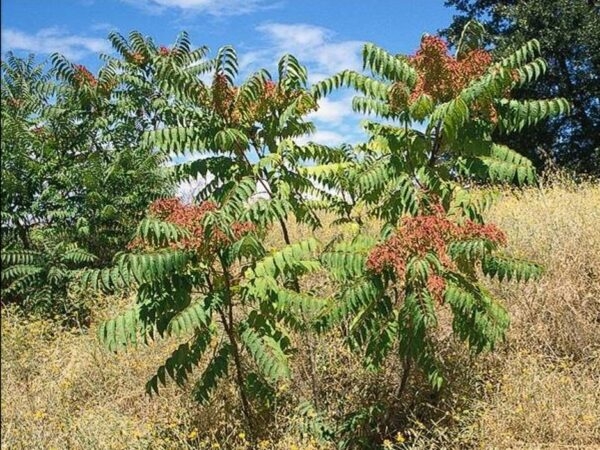 Tree of Heaven (Ailanthus-altissima) is an invasive plant that supports the spotted lantern fly, an invasive insect. (Joe DiTomaso)