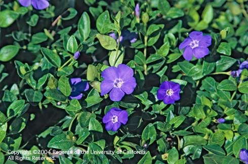 Low growing dark green vining plant with purple flowers that appear to have a white star in the middle.