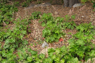 Small green perennial plants growing in shade.