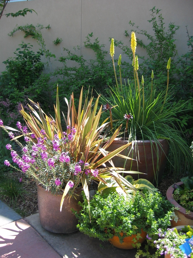 Water wise plant garden. (Ellen Zagory, UC Davis Arboretum and Public Garden)