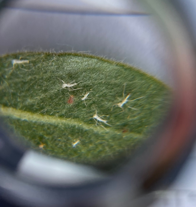 Tiny white insect exoskeletons that have been cast off on a green leaf.