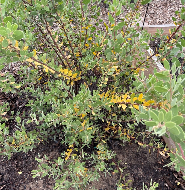 The spiky leaves on this manzanita plant are yellowing.