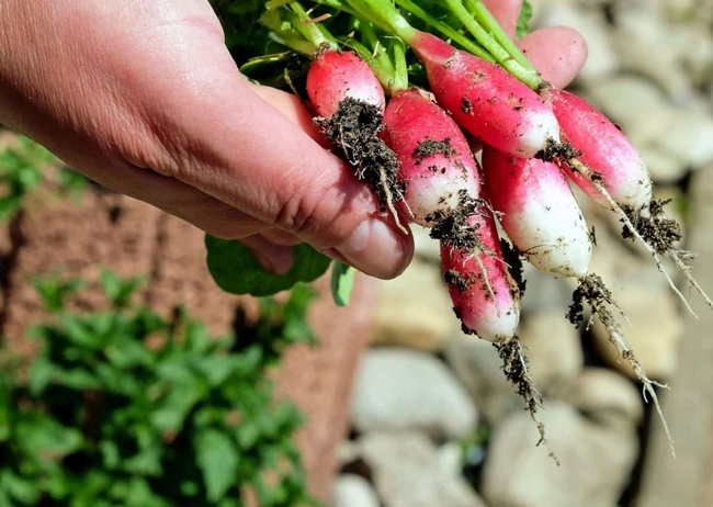 Photo of hand holding red and white radishes with roots.