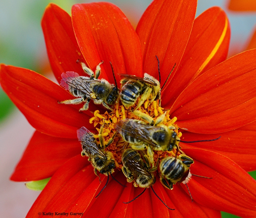 Several golden bees resting on an orange flower together.