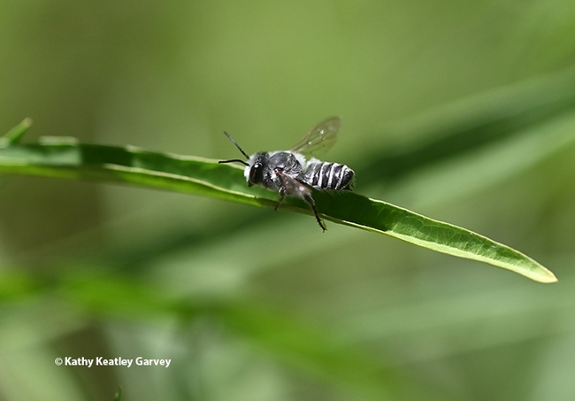 Silver grey striped bee sitting on a long green leaf.