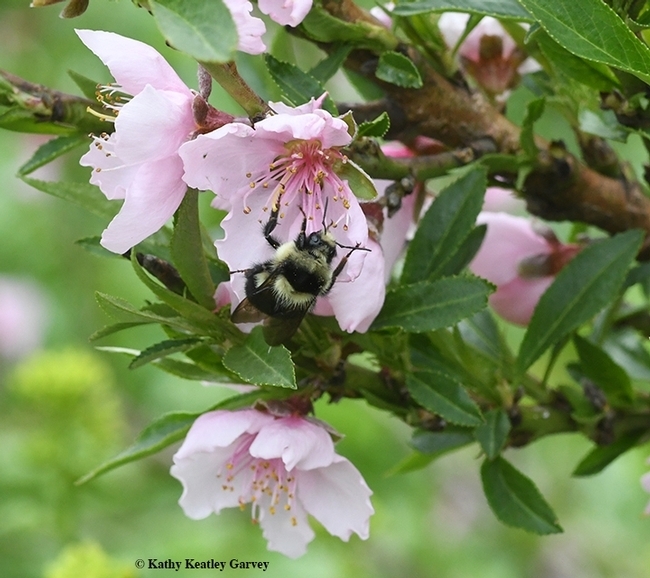 Black and yellow striped bee on a pink blossom.