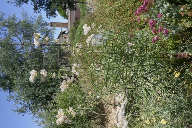 Narrowleaf milkweed plant in a home garden.