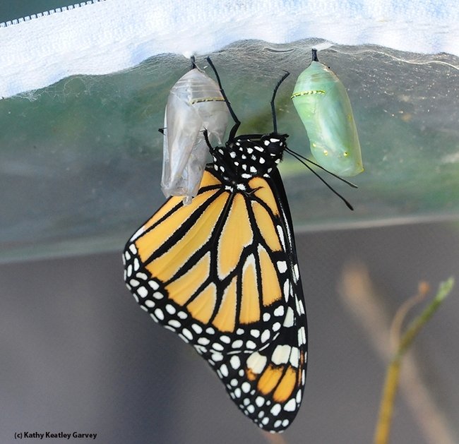 Bright orange monarch butterfly hanging upside down just outside it's empty chrysalis.